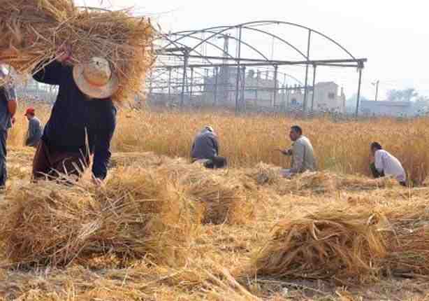 أسعار الأرز ترتفع 1700 جنيها للطن.. والكيلو يقفز لـ6 جنيهات